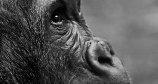 Emile Ouosso explique comment se fait la protection des gorilles au Congo