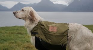 sacs à dos pour chiens