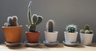 Cactus : un « must have » dans votre décoration